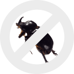 короеды dez-expert.by