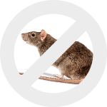 крысы dez-expert.by