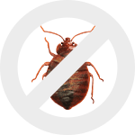 Обработка от клопов в Беларуси dez-expert.by