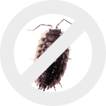 мокрицы dez-expert.by