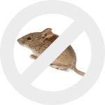 мыши dez-expert.by