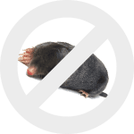 кроты dez-expert.by