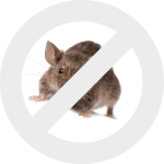 грызуны dez-expert.by