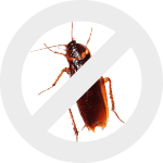 таракан dez-expert.by