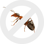 муравей dez-expert.by