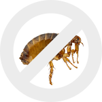 блохи dez-expert.by