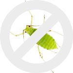 тля dez-expert.by