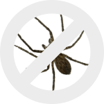 пауки dez-expert.by