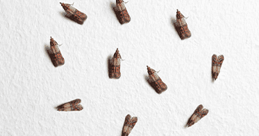 Средство от моли