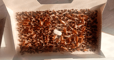 Ловушки для тараканов